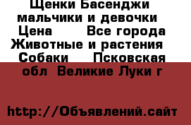 Щенки Басенджи ,мальчики и девочки › Цена ­ 1 - Все города Животные и растения » Собаки   . Псковская обл.,Великие Луки г.